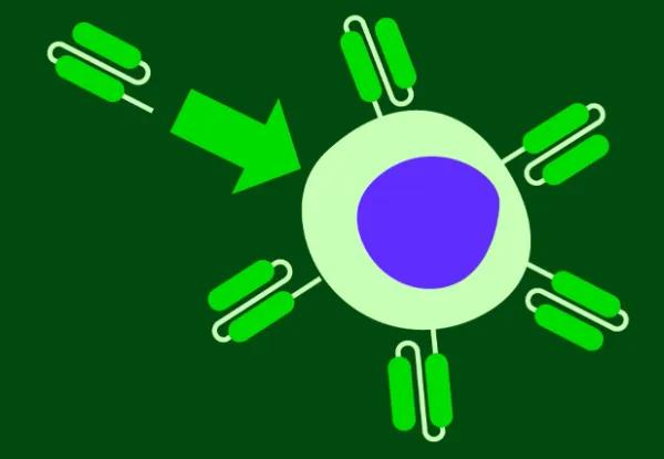 Diagram of a T cell with CAR receptors on its surface