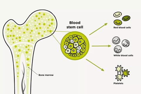 Illustration of a blood stem cell