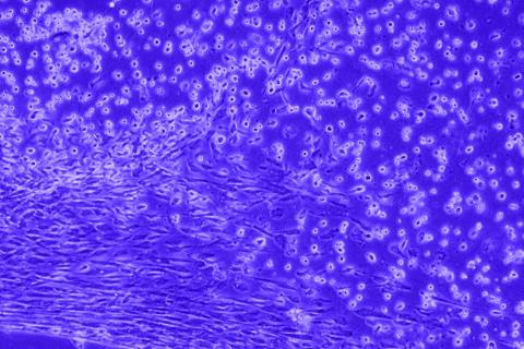 Close up of purple cells