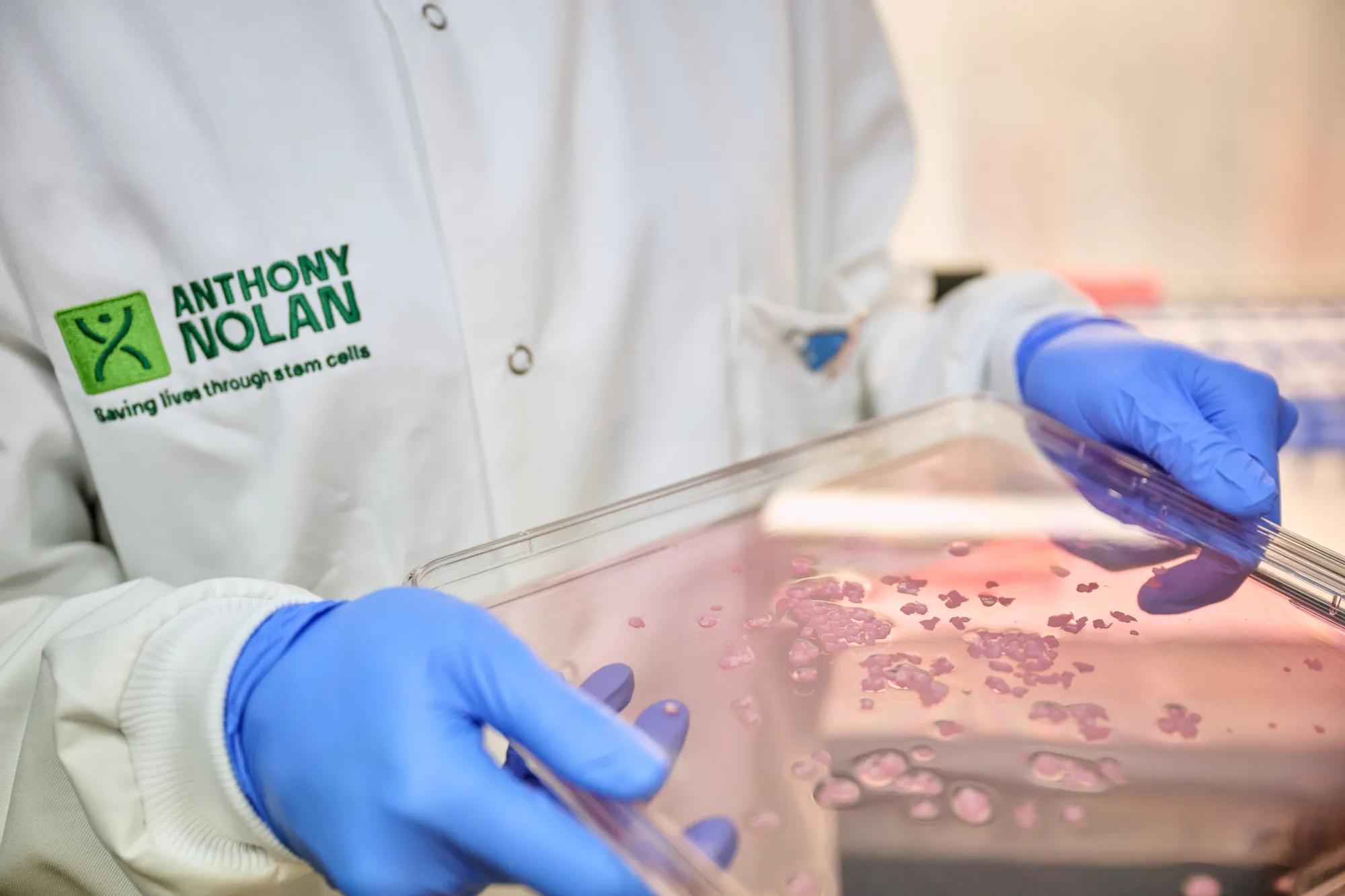 A researcher holding a square plastic plate on which sits several small cultures of tissue