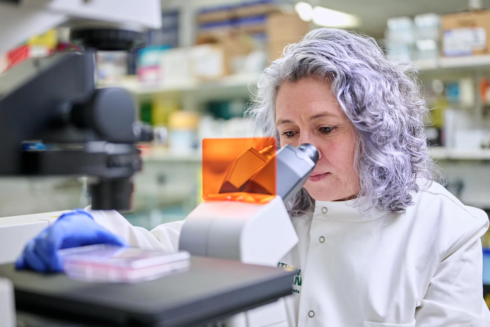 A researcher examining a sample under a microscope