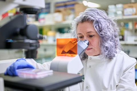 A researcher examining a sample under a microscope