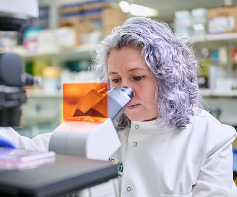 A researcher examining a sample under a microscope