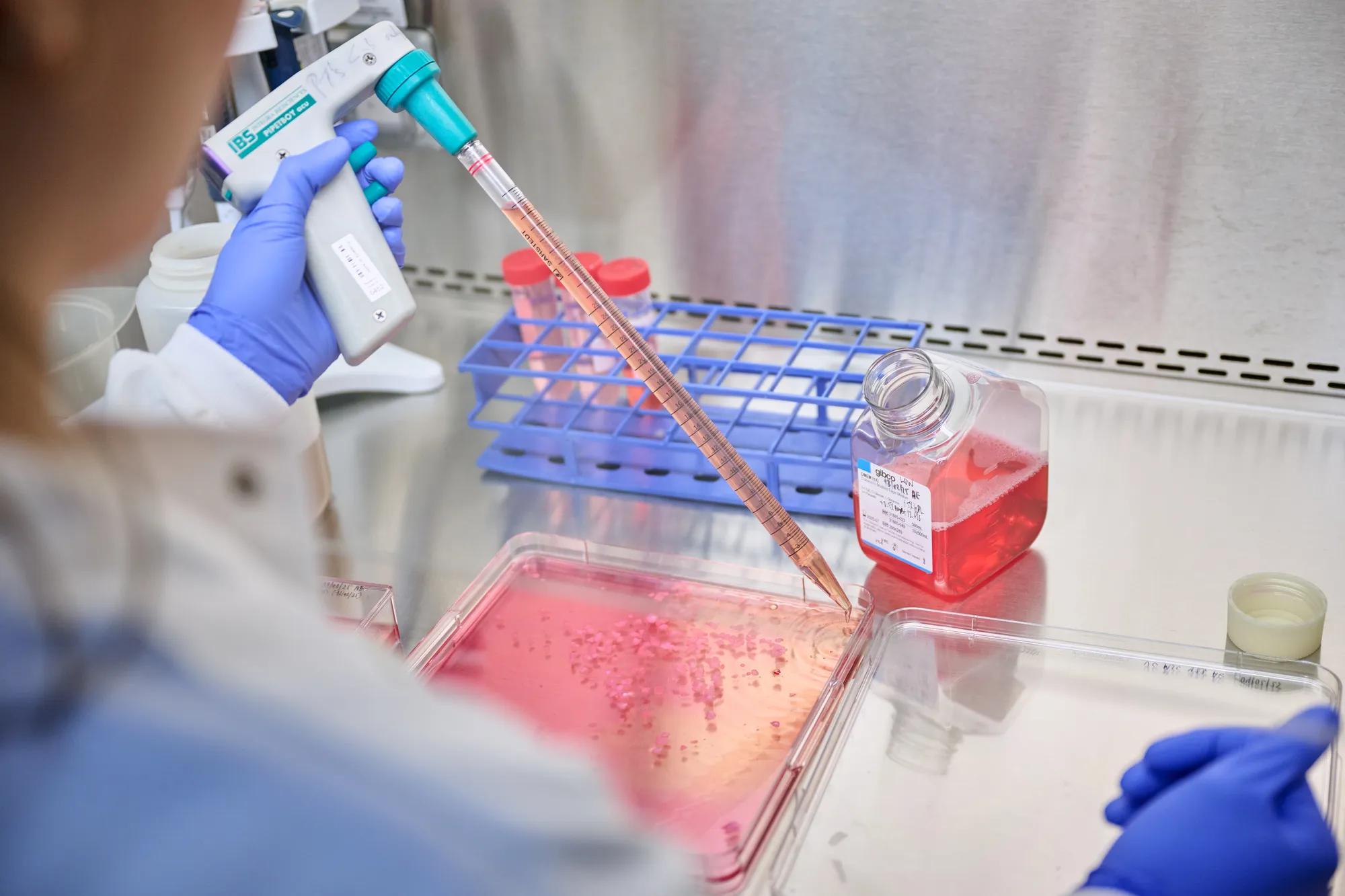 Researcher using a pipette for a stem cell sample