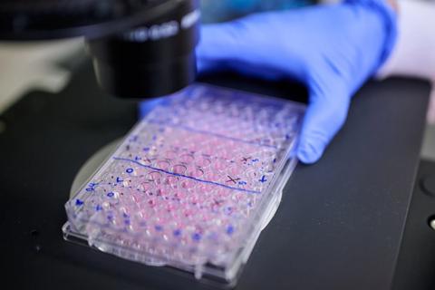 Polypropylene microwell plate placed under lab equipment