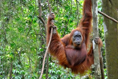 Sumatra Jungle Trek
