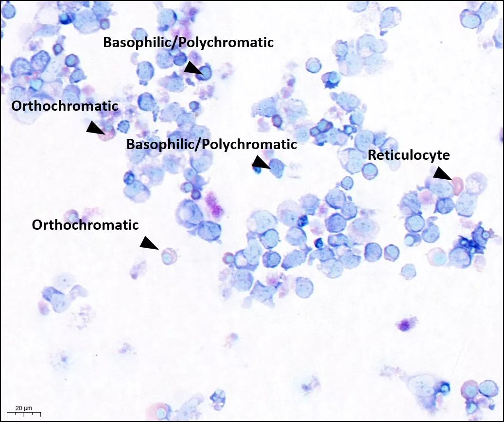 Dr Kevin Rouault-Pierre's lab